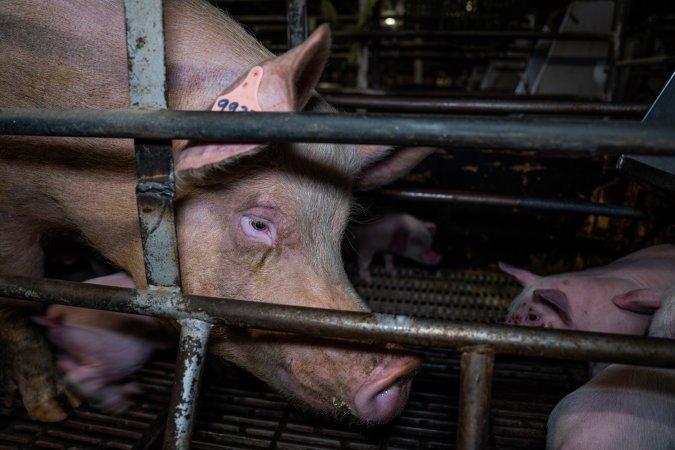 Finniss Park Piggery 2025