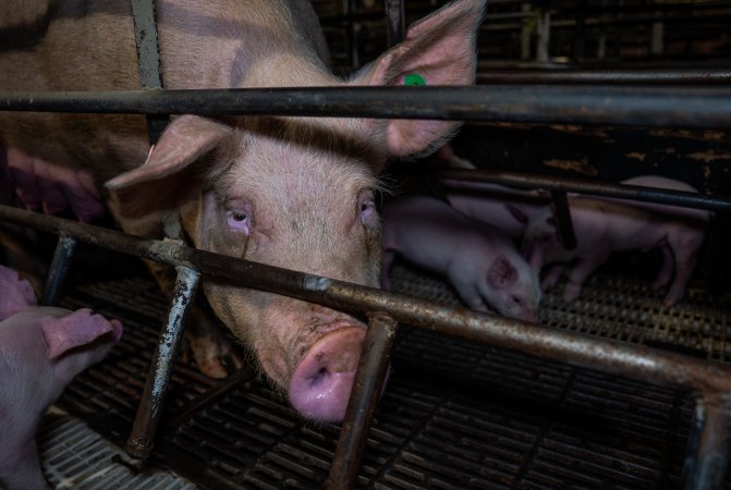 Finniss Park Piggery 2025