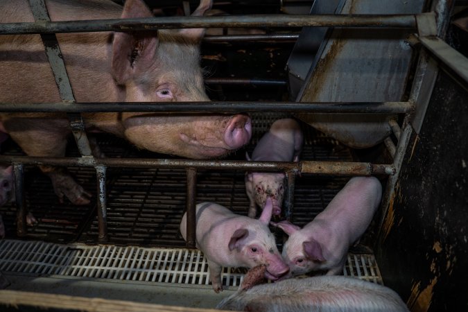 Finniss Park Piggery 2025