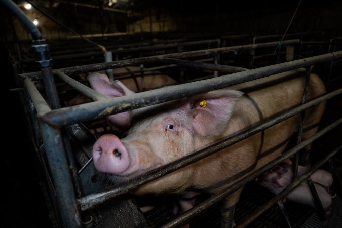 Finniss Park Piggery 2025