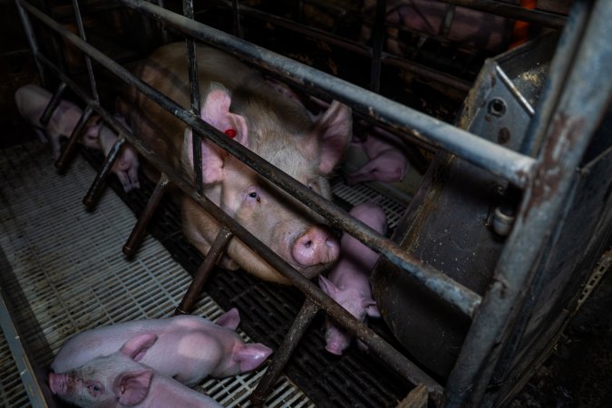 Finniss Park Piggery 2025