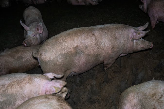 Finniss Park Piggery 2025