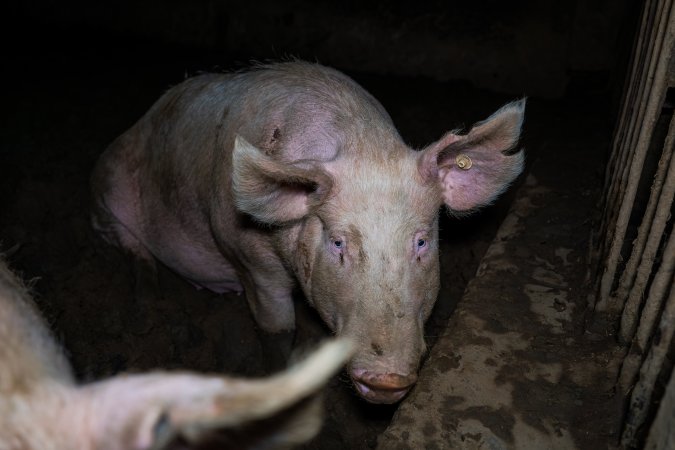 Finniss Park Piggery 2025