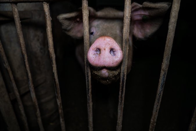 Finniss Park Piggery 2025