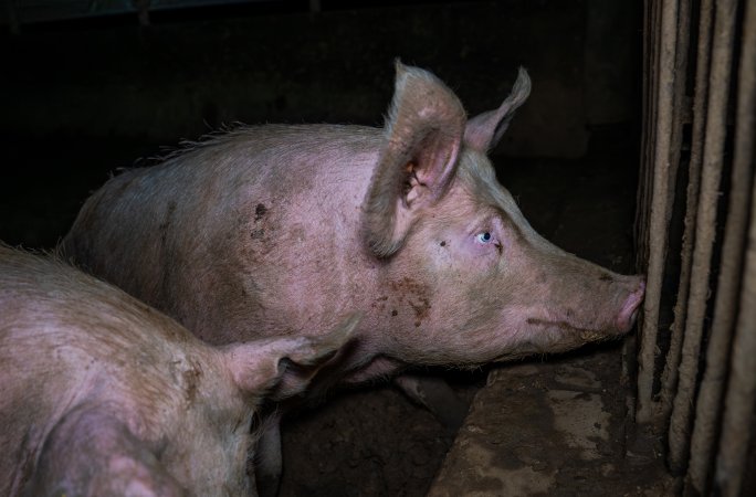 Finniss Park Piggery 2025
