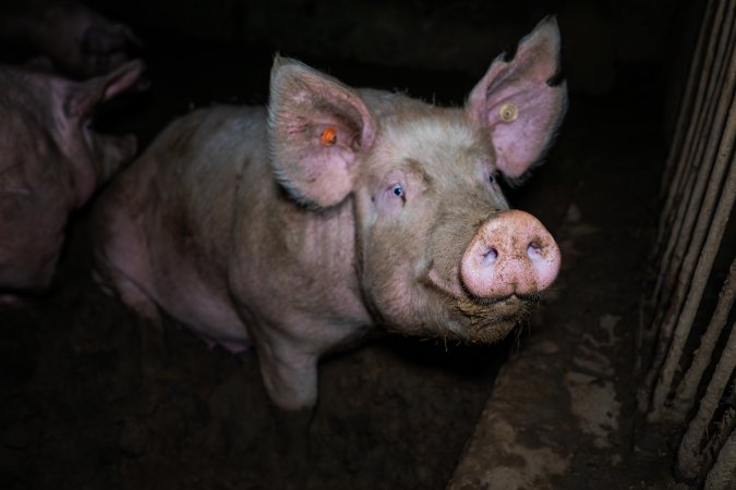 Finniss Park Piggery 2025