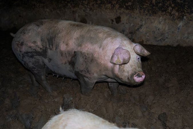 Finniss Park Piggery 2025