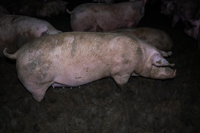 Finniss Park Piggery 2025