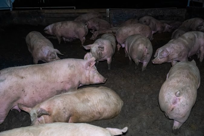 Finniss Park Piggery 2025