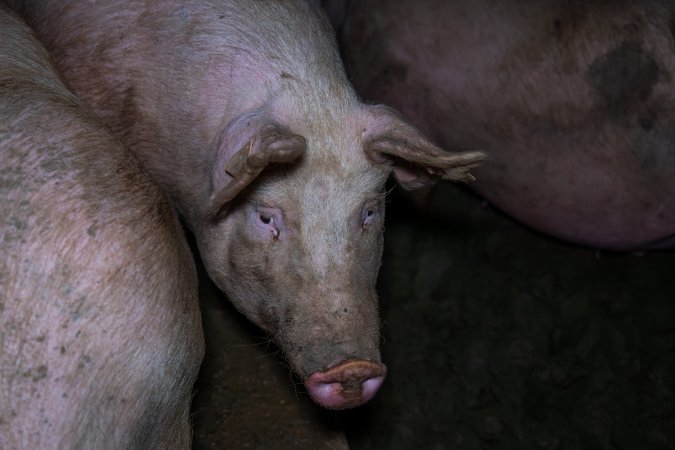 Finniss Park Piggery 2025