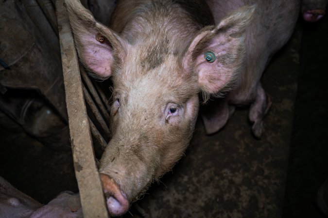 Finniss Park Piggery 2025