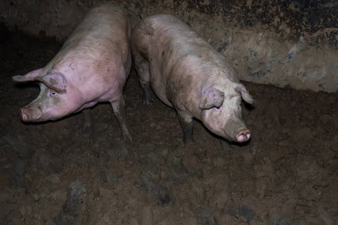 Finniss Park Piggery 2025