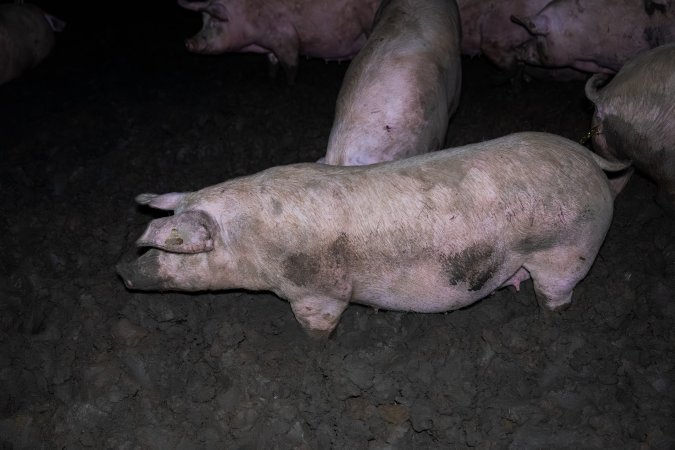 Finniss Park Piggery 2025