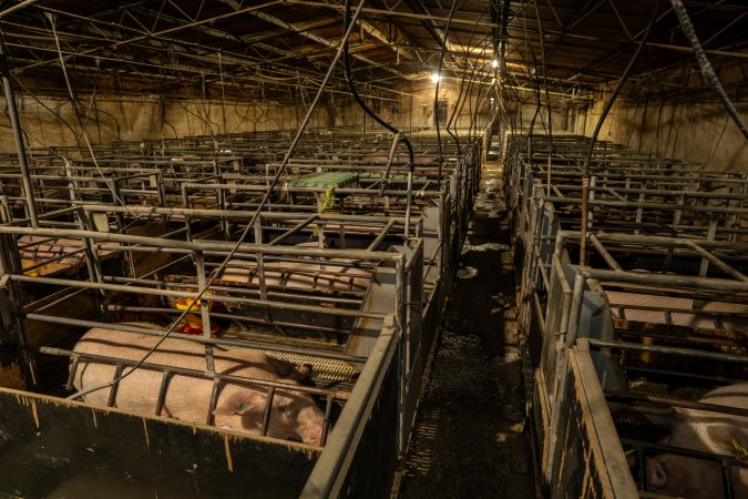 Finniss Park Piggery 2025