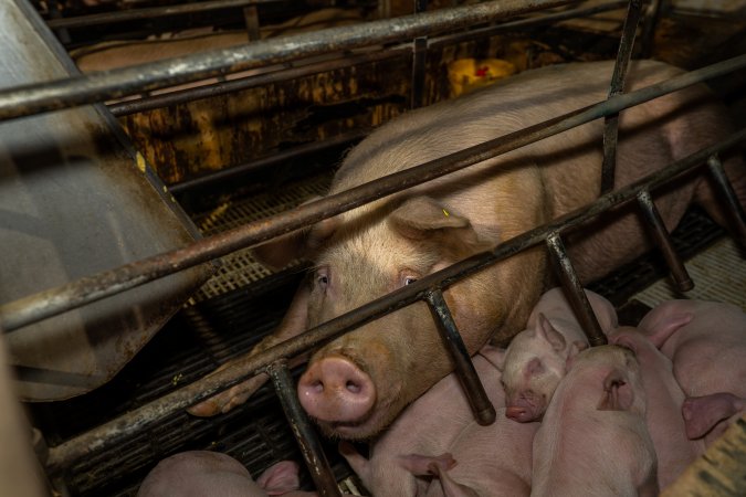 Finniss Park Piggery 2025