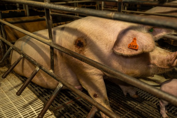 Finniss Park Piggery 2025