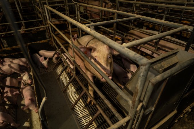 Finniss Park Piggery 2025