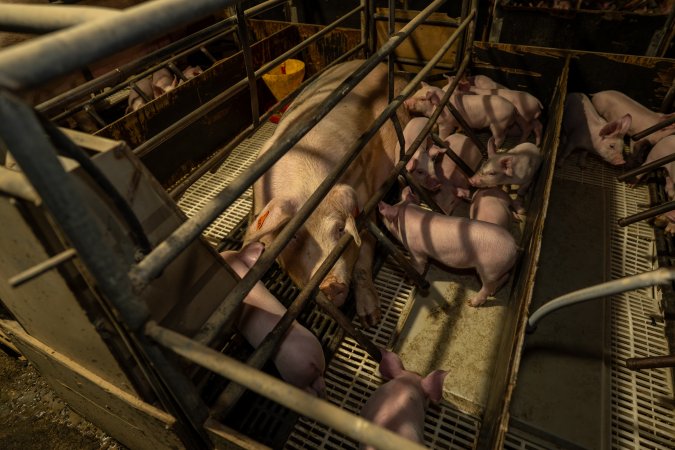 Finniss Park Piggery 2025
