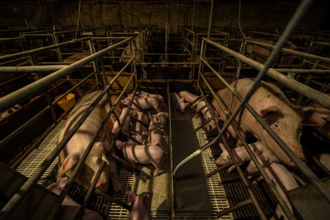 Finniss Park Piggery 2025
