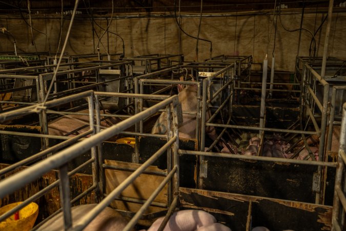 Finniss Park Piggery 2025