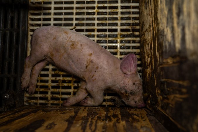 Finniss Park Piggery 2025