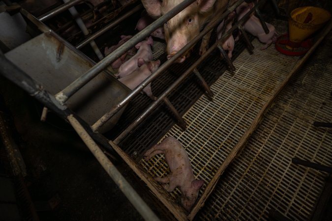 Finniss Park Piggery 2025