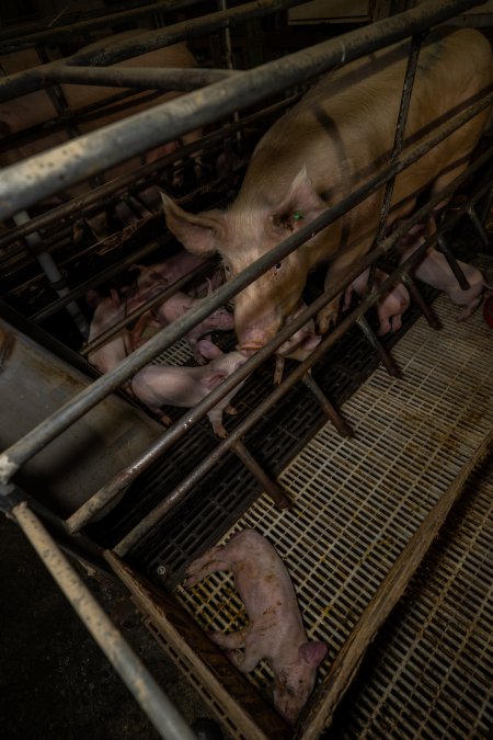 Finniss Park Piggery 2025