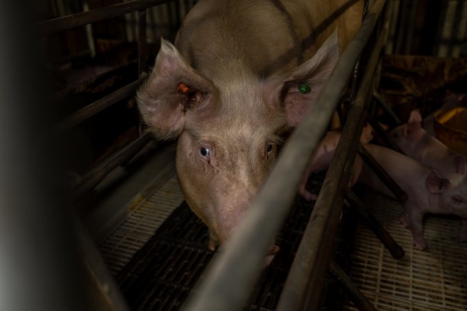 Finniss Park Piggery 2025