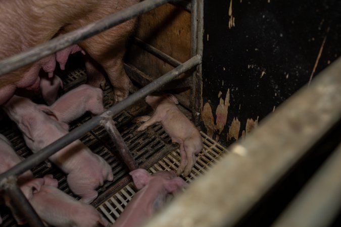 Finniss Park Piggery 2025