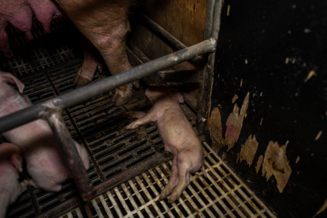 Finniss Park Piggery 2025