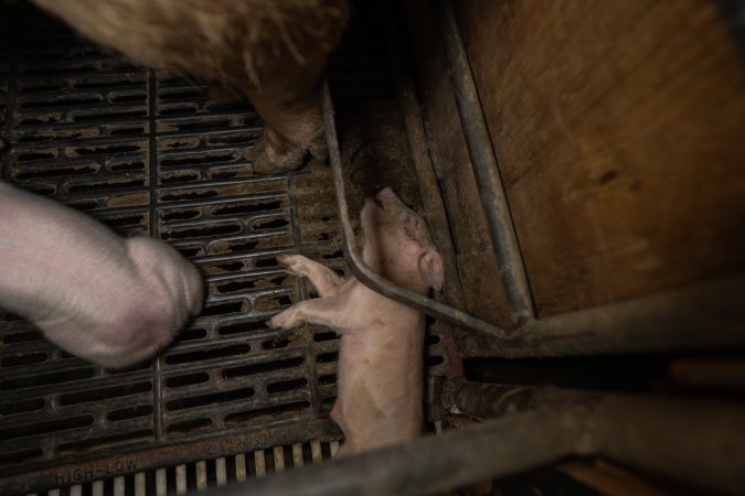 Finniss Park Piggery 2025