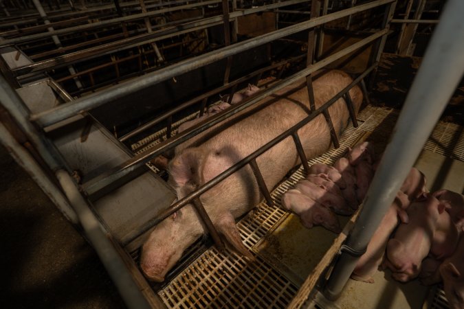 Finniss Park Piggery 2025