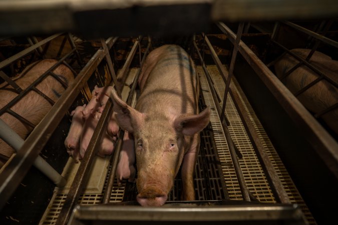 Finniss Park Piggery 2025