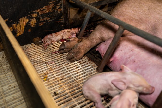 Finniss Park Piggery 2025