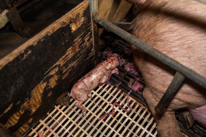 Finniss Park Piggery 2025