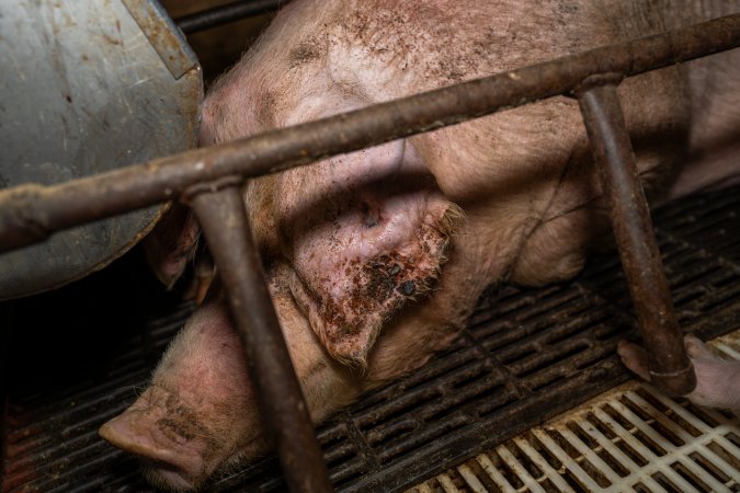 Finniss Park Piggery 2025