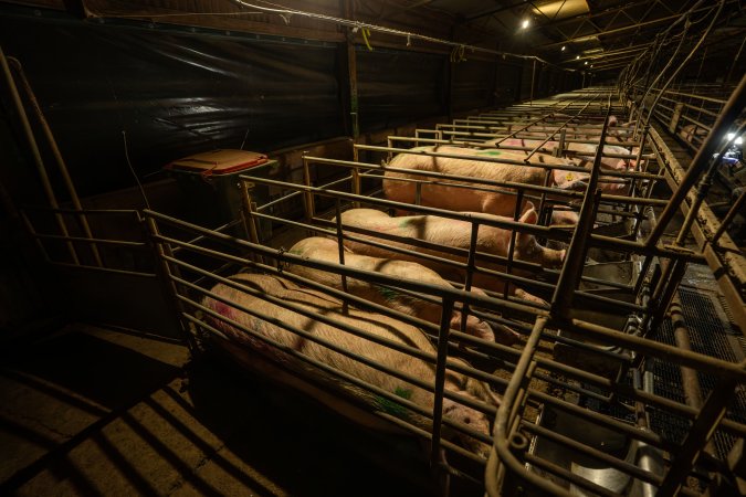 Finniss Park Piggery 2025