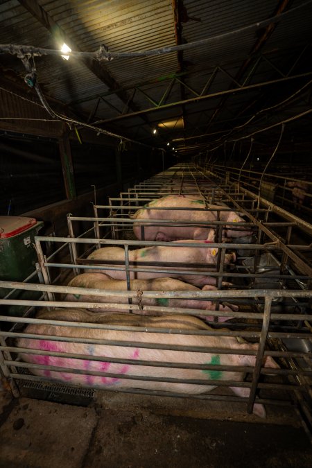 Finniss Park Piggery 2025