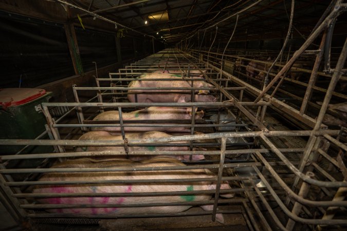 Finniss Park Piggery 2025