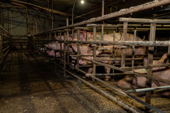 Finniss Park Piggery 2025