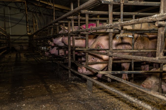 Finniss Park Piggery 2025