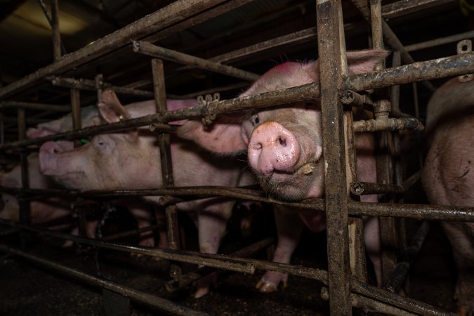 Finniss Park Piggery 2025