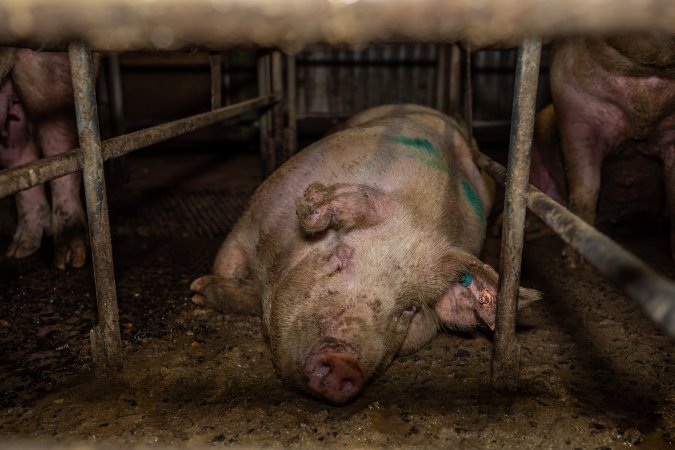 Finniss Park Piggery 2025