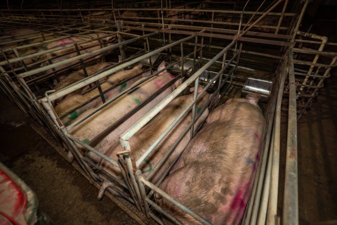 Finniss Park Piggery 2025
