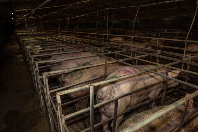 Finniss Park Piggery 2025