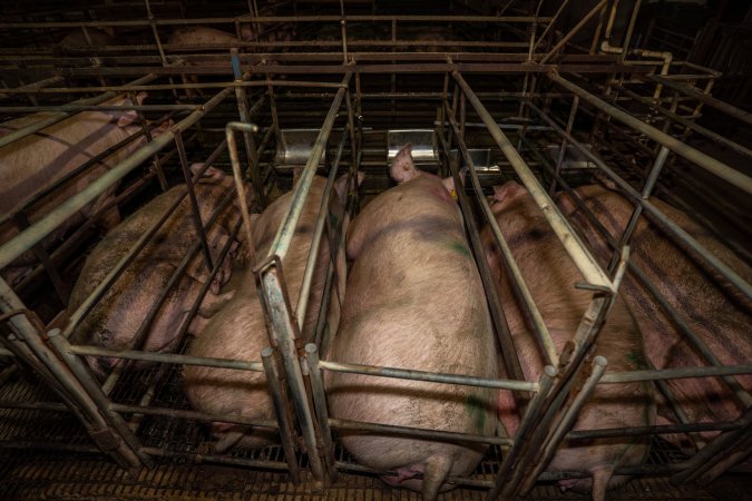 Finniss Park Piggery 2025