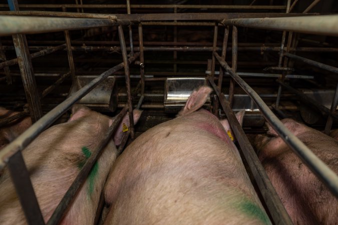Finniss Park Piggery 2025