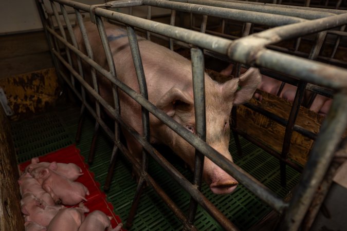 Finniss Park Piggery 2025