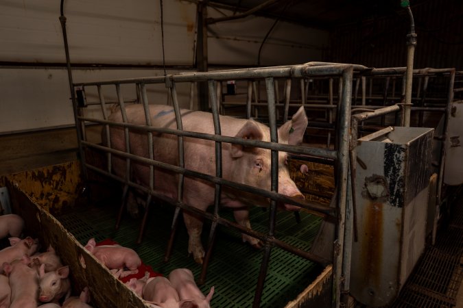 Finniss Park Piggery 2025