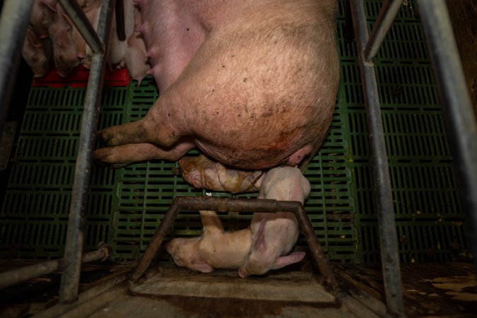 Finniss Park Piggery 2025